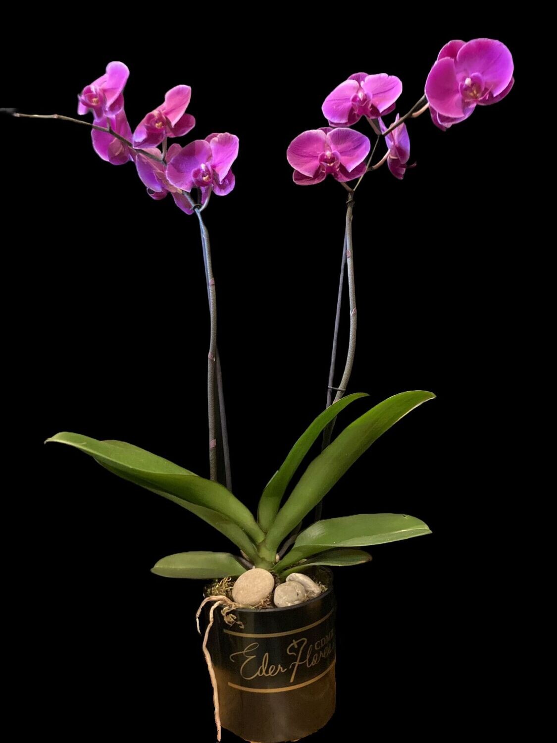 Orquidea Phalenopsis morada Roma