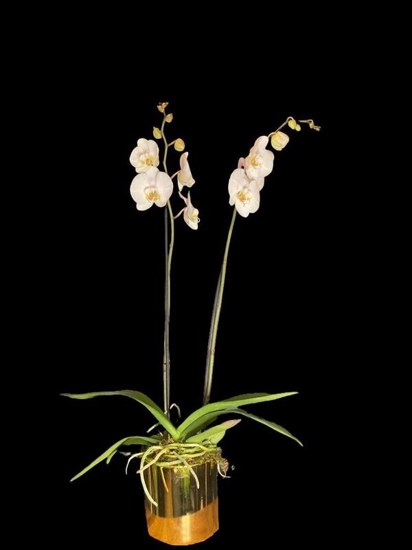 Orquídea Phalenopsis blanca en base Plateada
