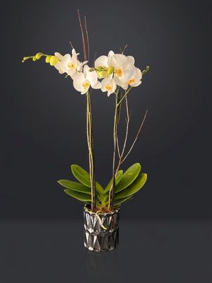 Orquídea Phalenopsis blanca en base Plateada