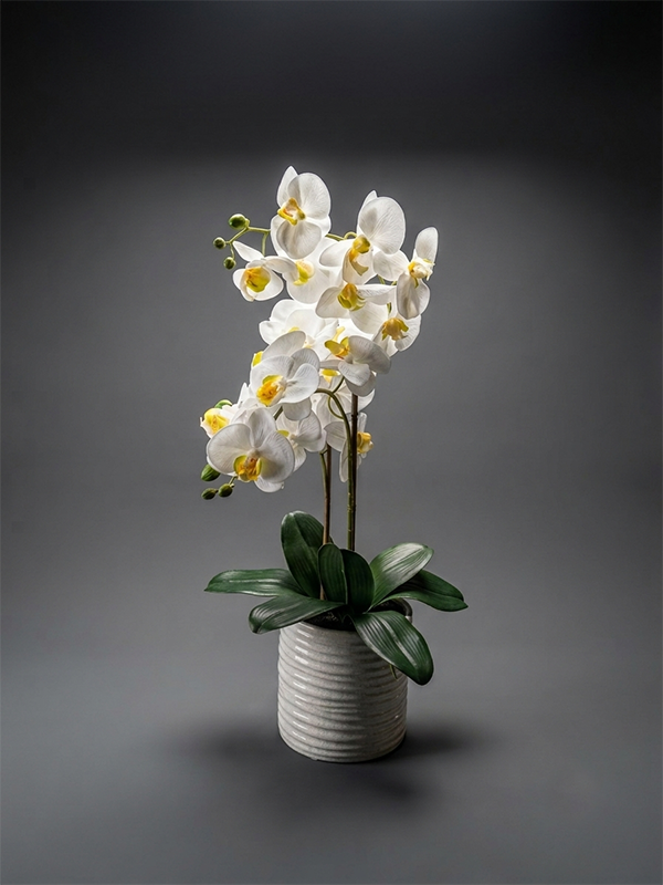 Silk Phalenopsis Plant