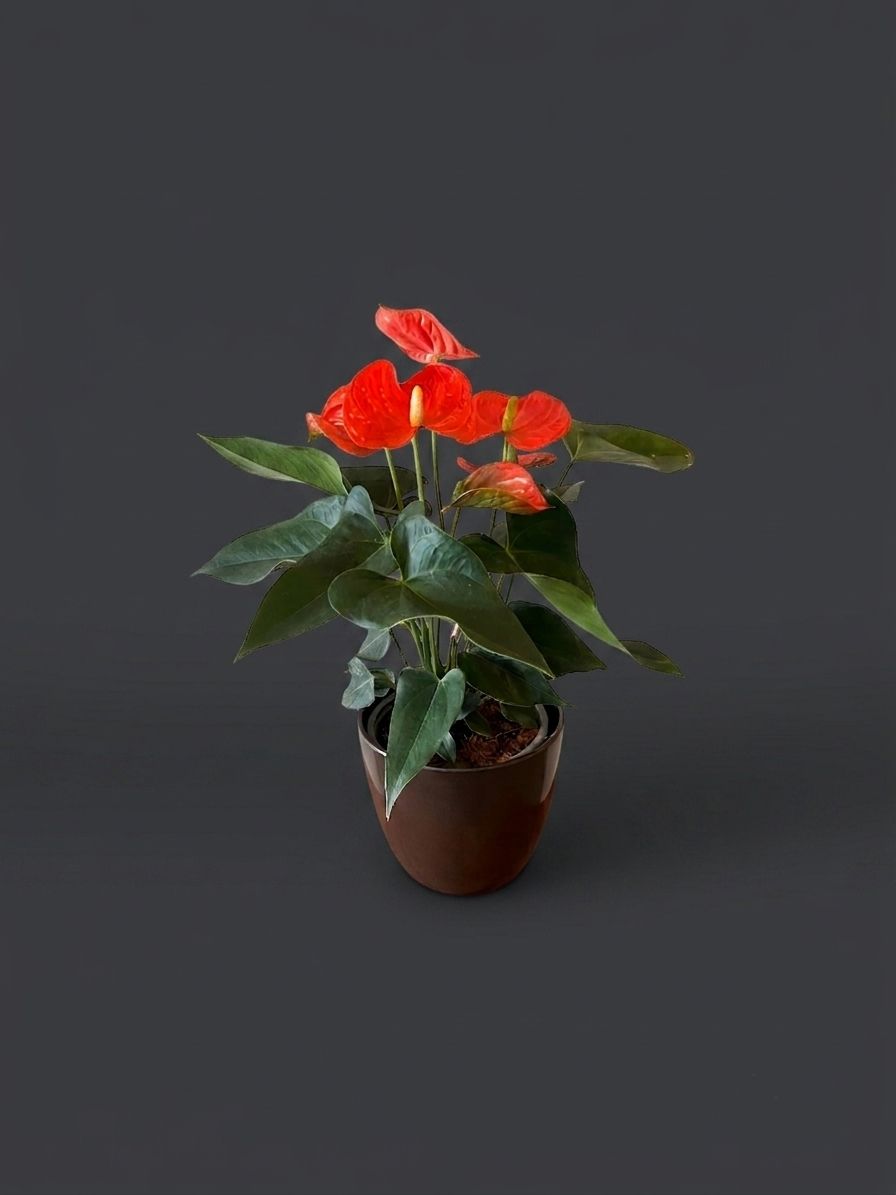 Planta de anthurium Planta de anthurium