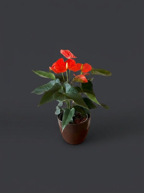 Planta de anthurium