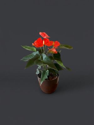 Planta de anthurium Planta de anthurium