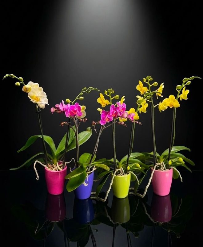 Mini Planta de Orquidea Phalenopsis