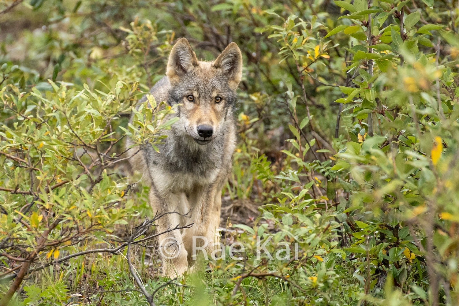 Wolf Pup-Traditional Photo Print