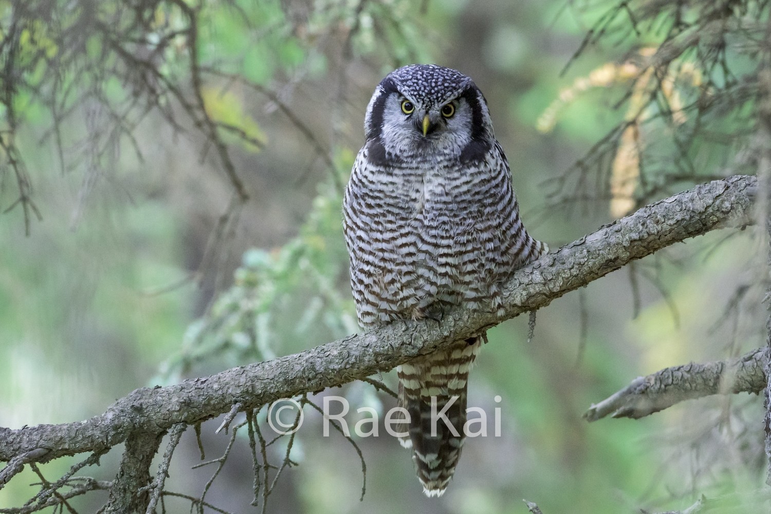 Owl in Forest-Traditional Photo Print