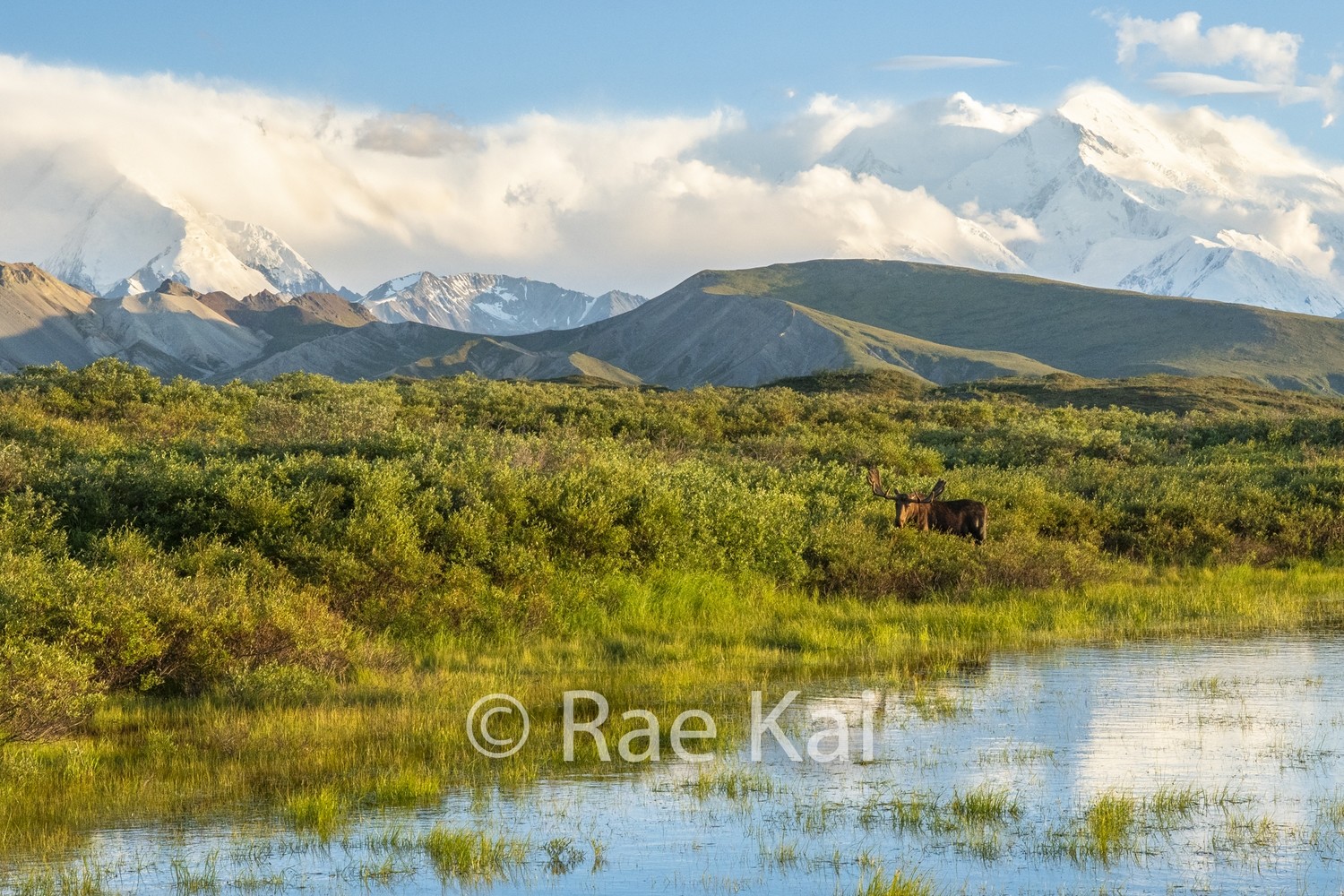 Moose Pond-Traditional Photo Print