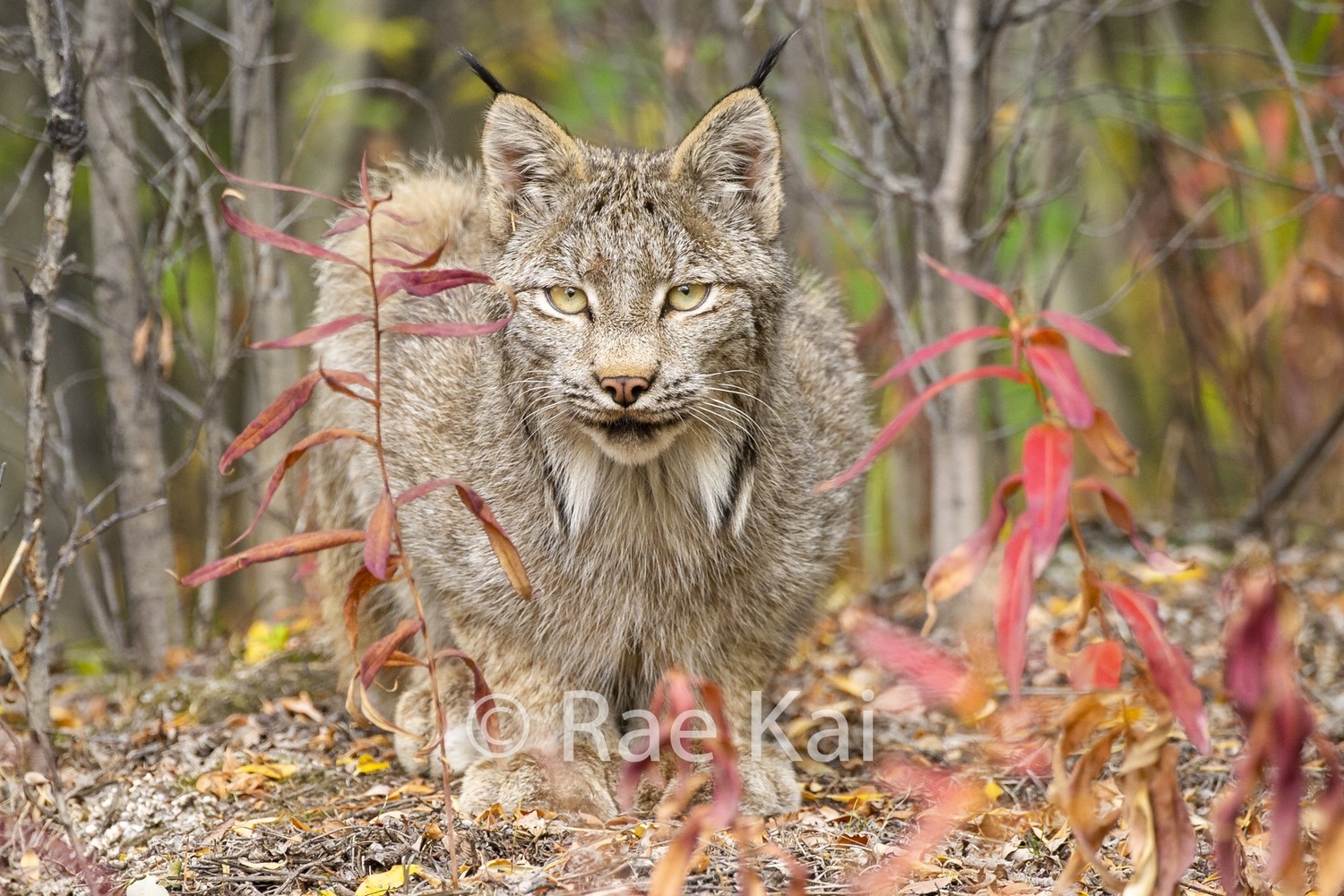Lynx Crouching-Traditional Photo Print