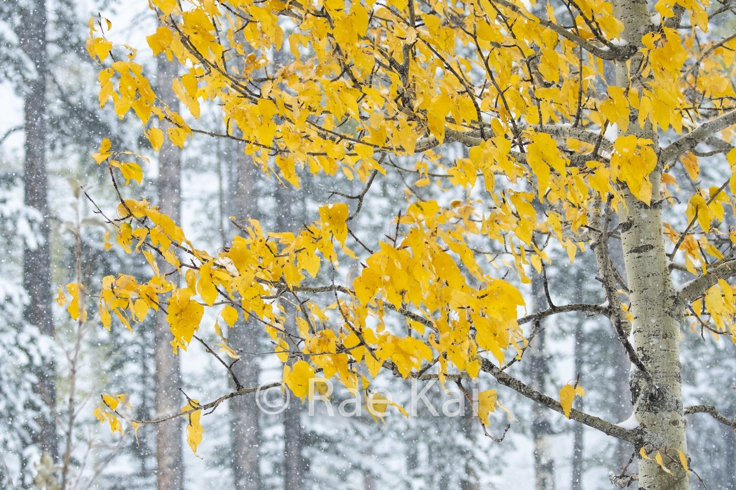 Fall Tree-Traditional Photo Print