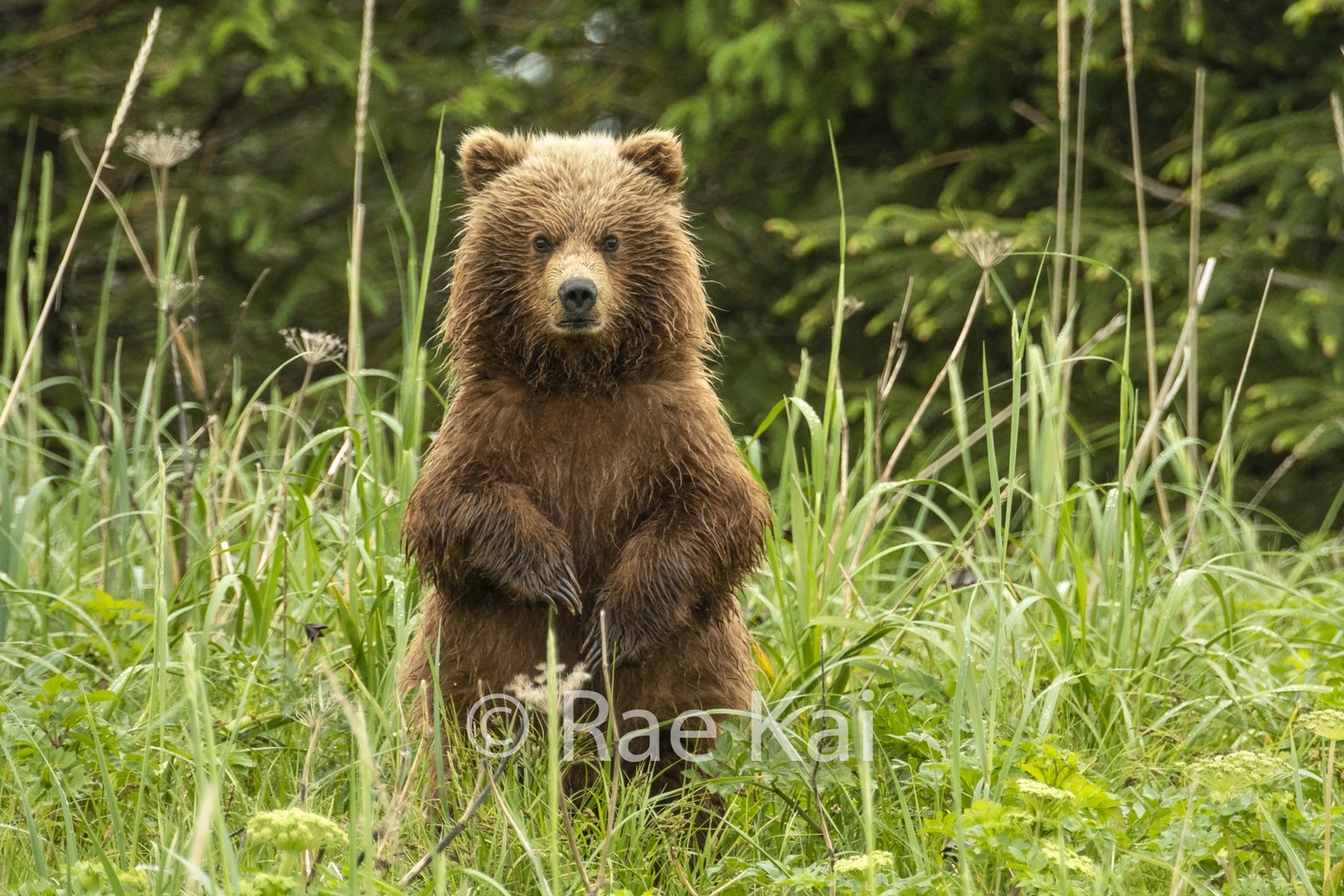 Grizzly Cub Standing-Traditional Photo Print