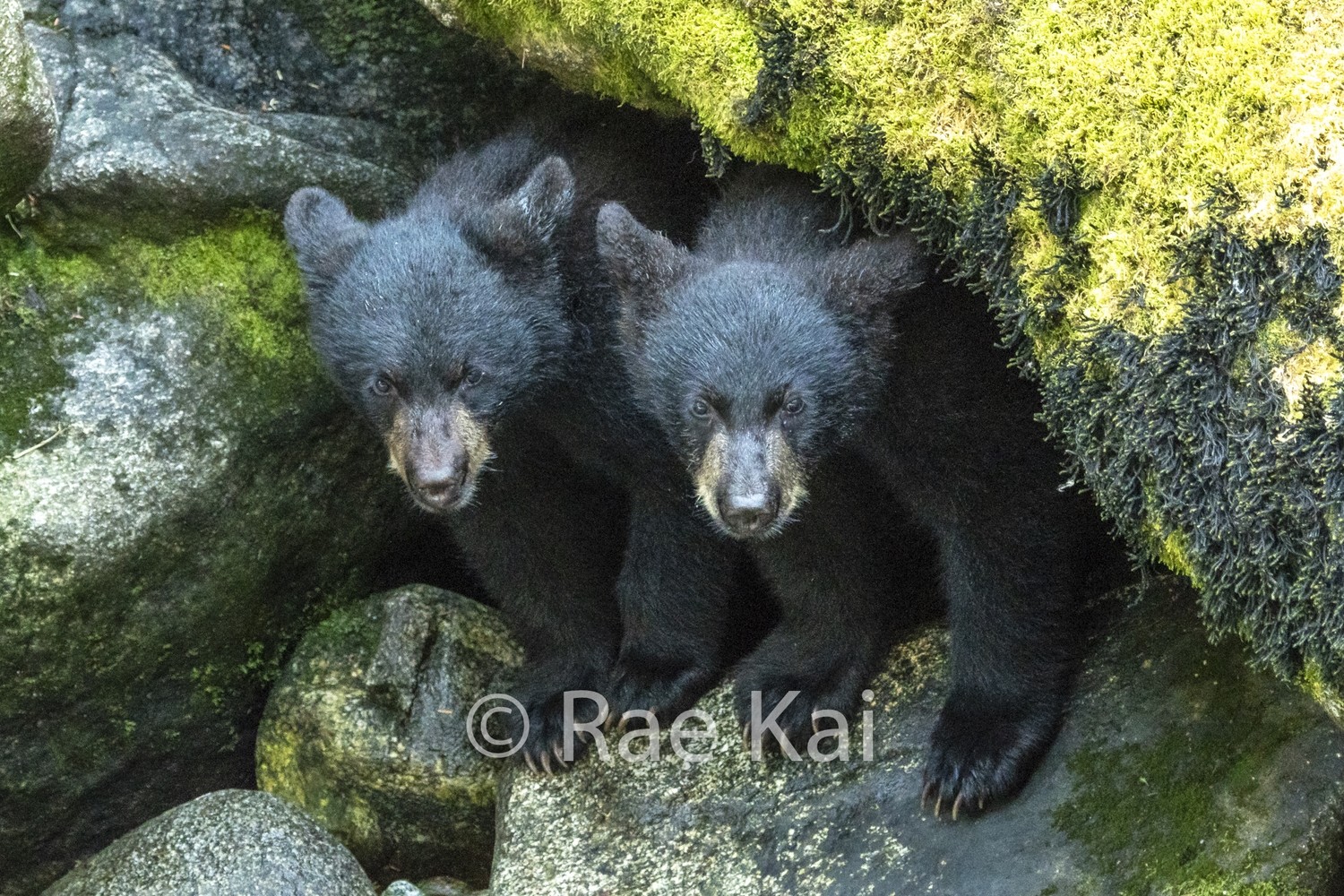 Black Bear Cubs in Cave-Traditional Photo Print