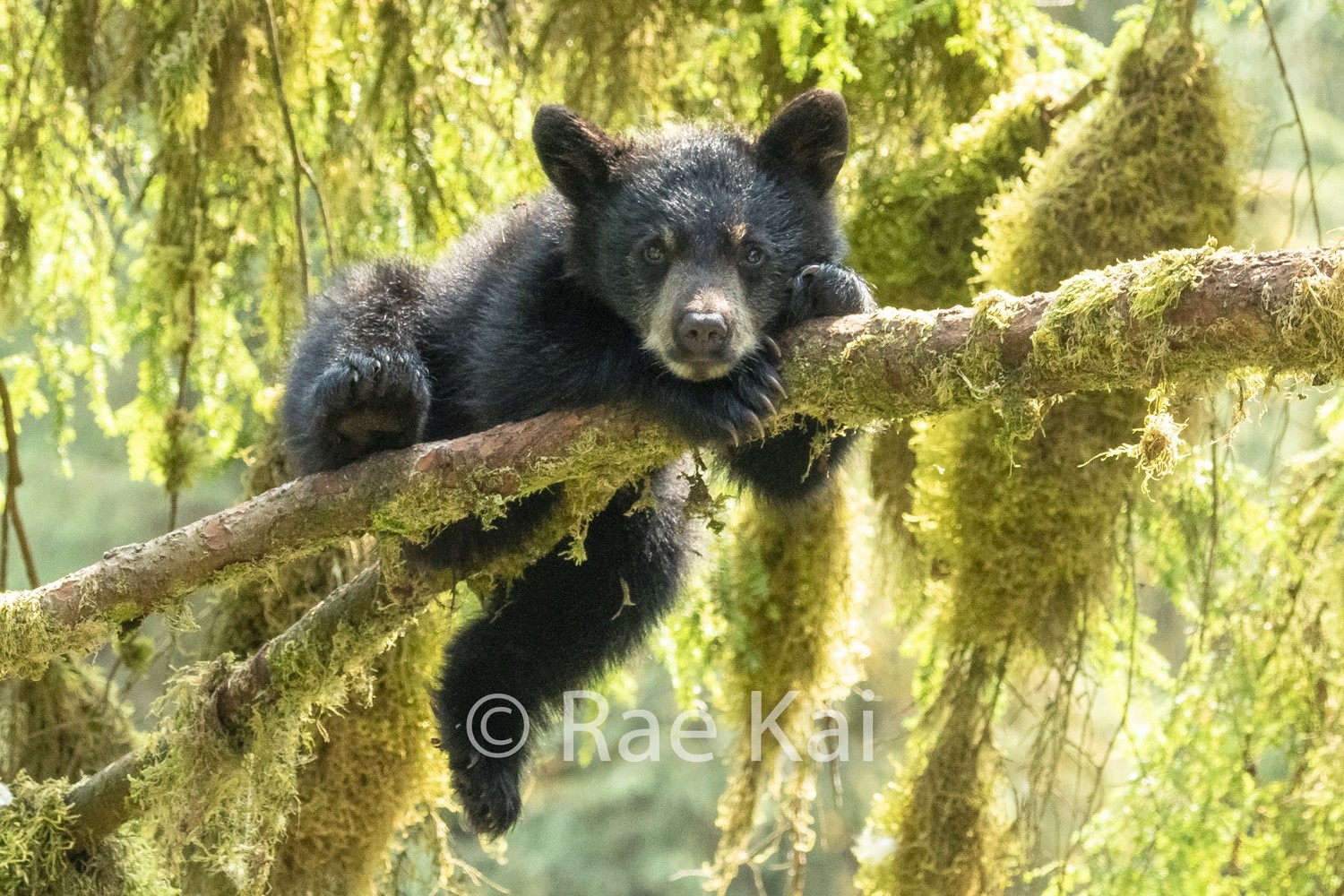 Black Bear Cub in Rainforest-Traditional Photo Print