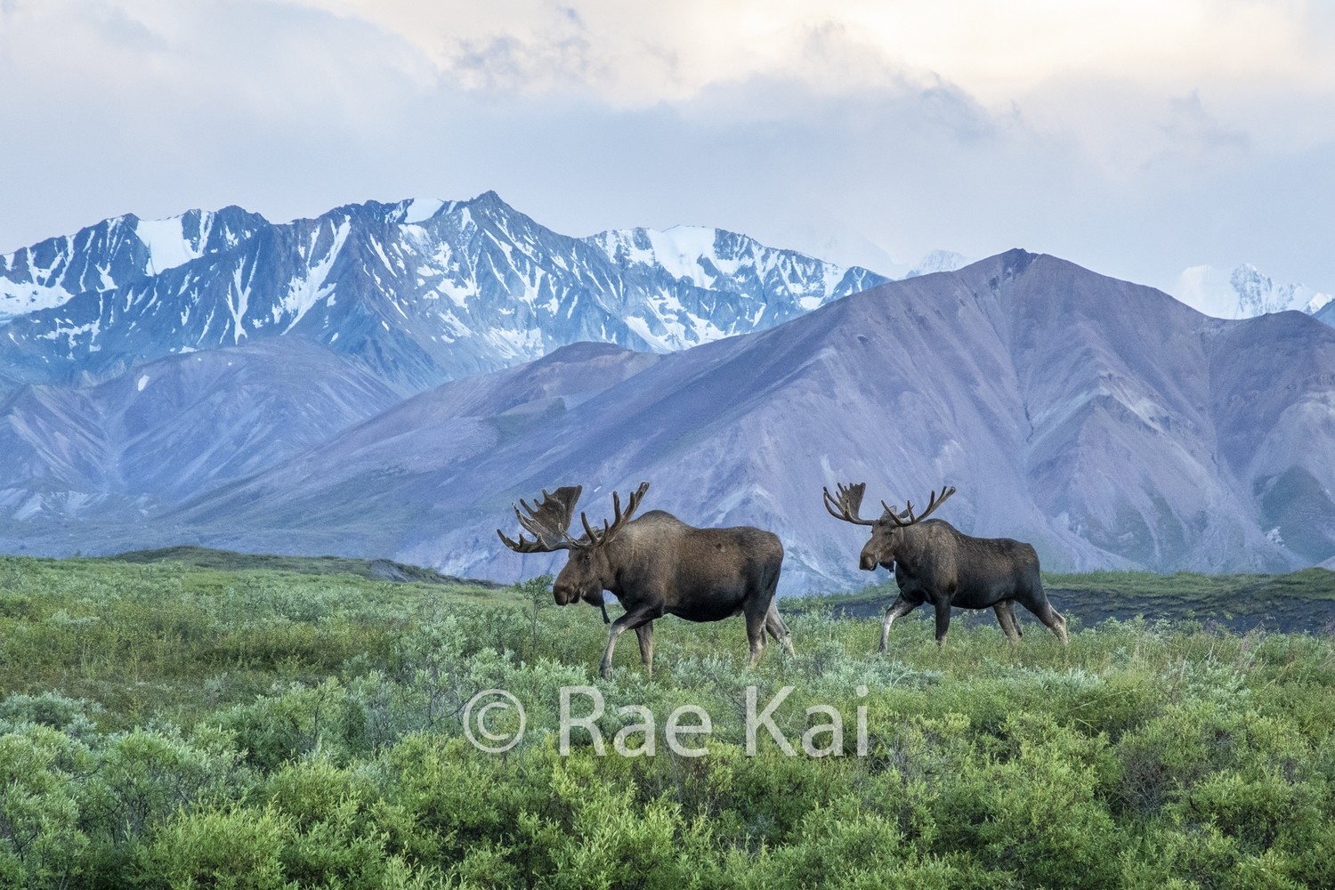 Two Moose-Traditional Photo Print