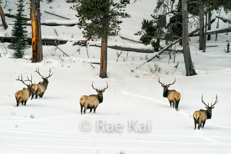 Bachelor Elk Herd-Traditional Photo