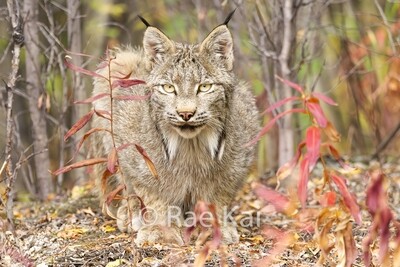 Lynx / Bobcats