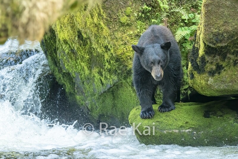 Black Bear by Waterfall-Traditional Photo
