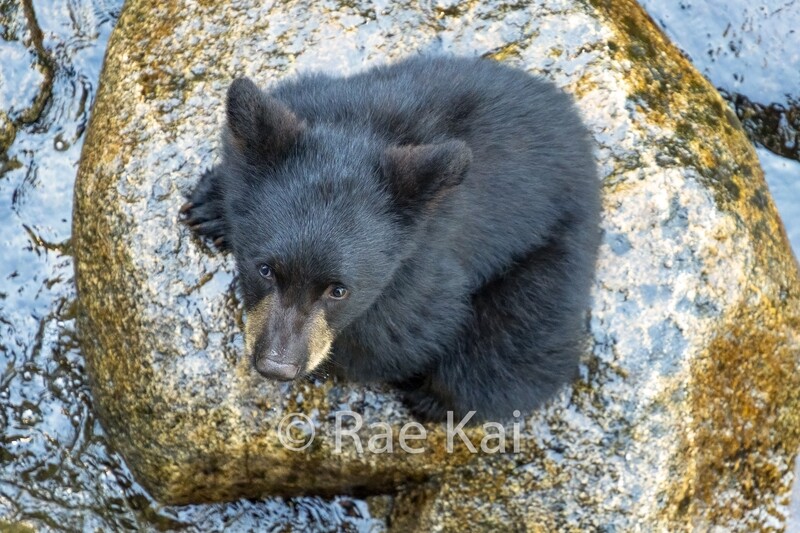Black Bear Cub on Rock-Traditional Photo