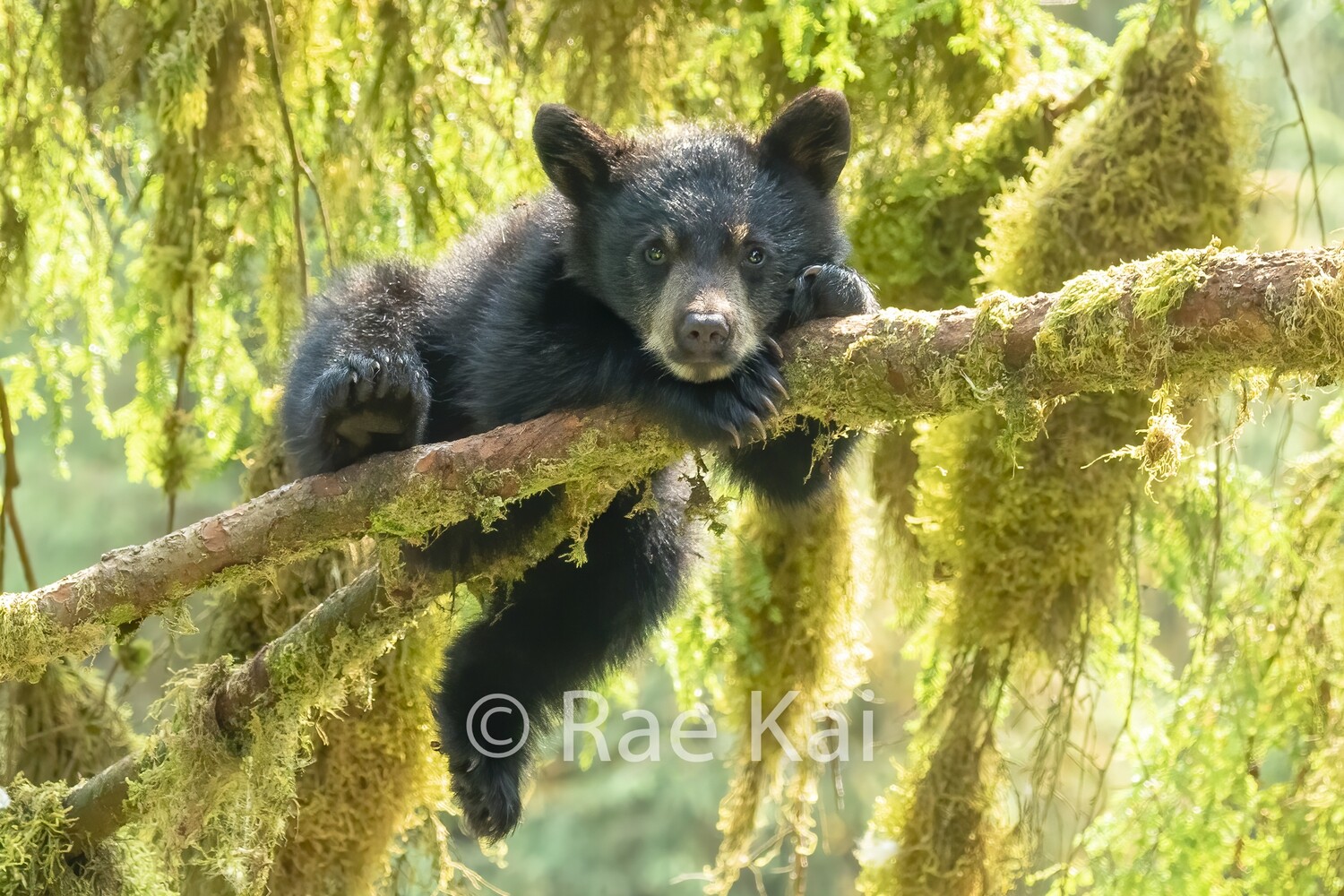 Black Bear Cub Relaxing in Tree-Traditional Photo