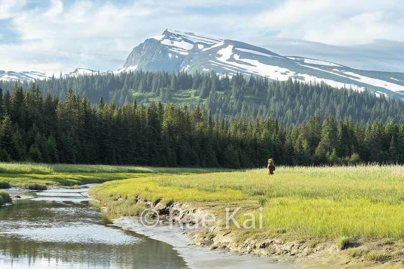 Brown Bear Standing By River-Traditional Photo
