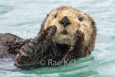 Otters