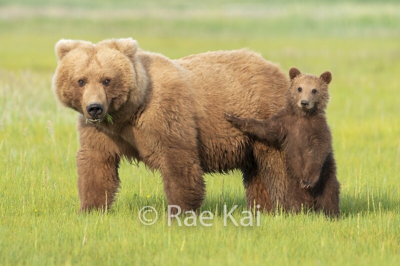 Brown Bear Cub Hammy Standing W Mom-Traditional Photo