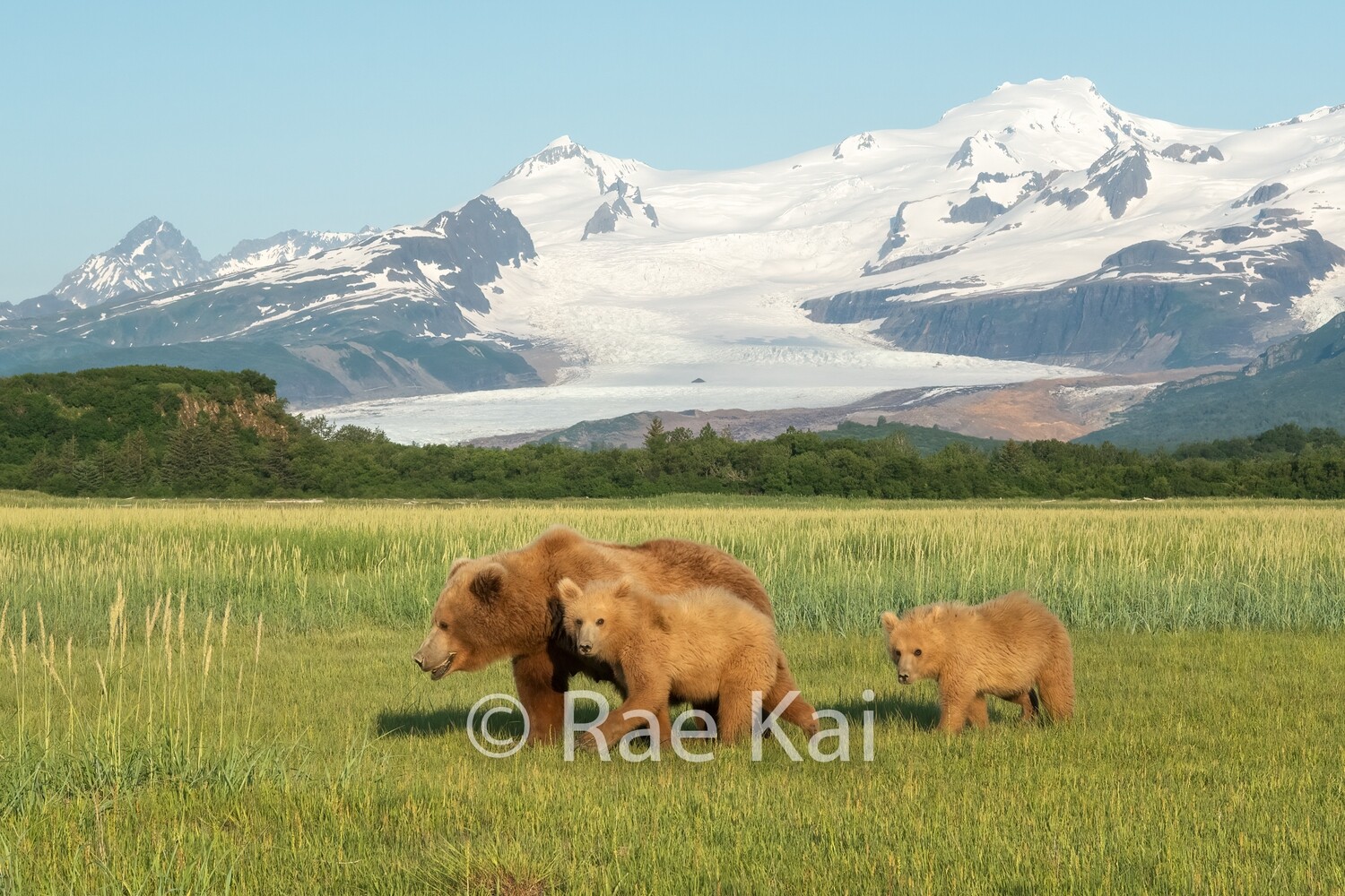 Brown Bear Mama and Two Blonde Cubs-Traditional Photo