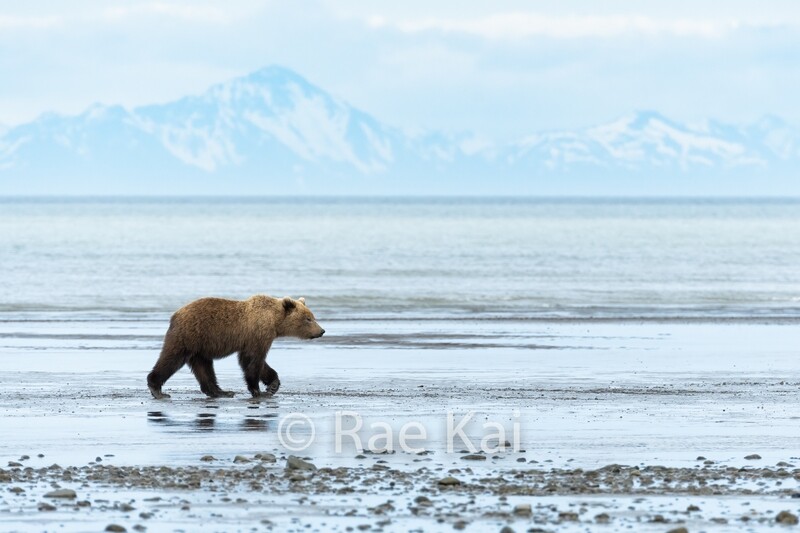 Brown Bear on Beach-Traditional Photo