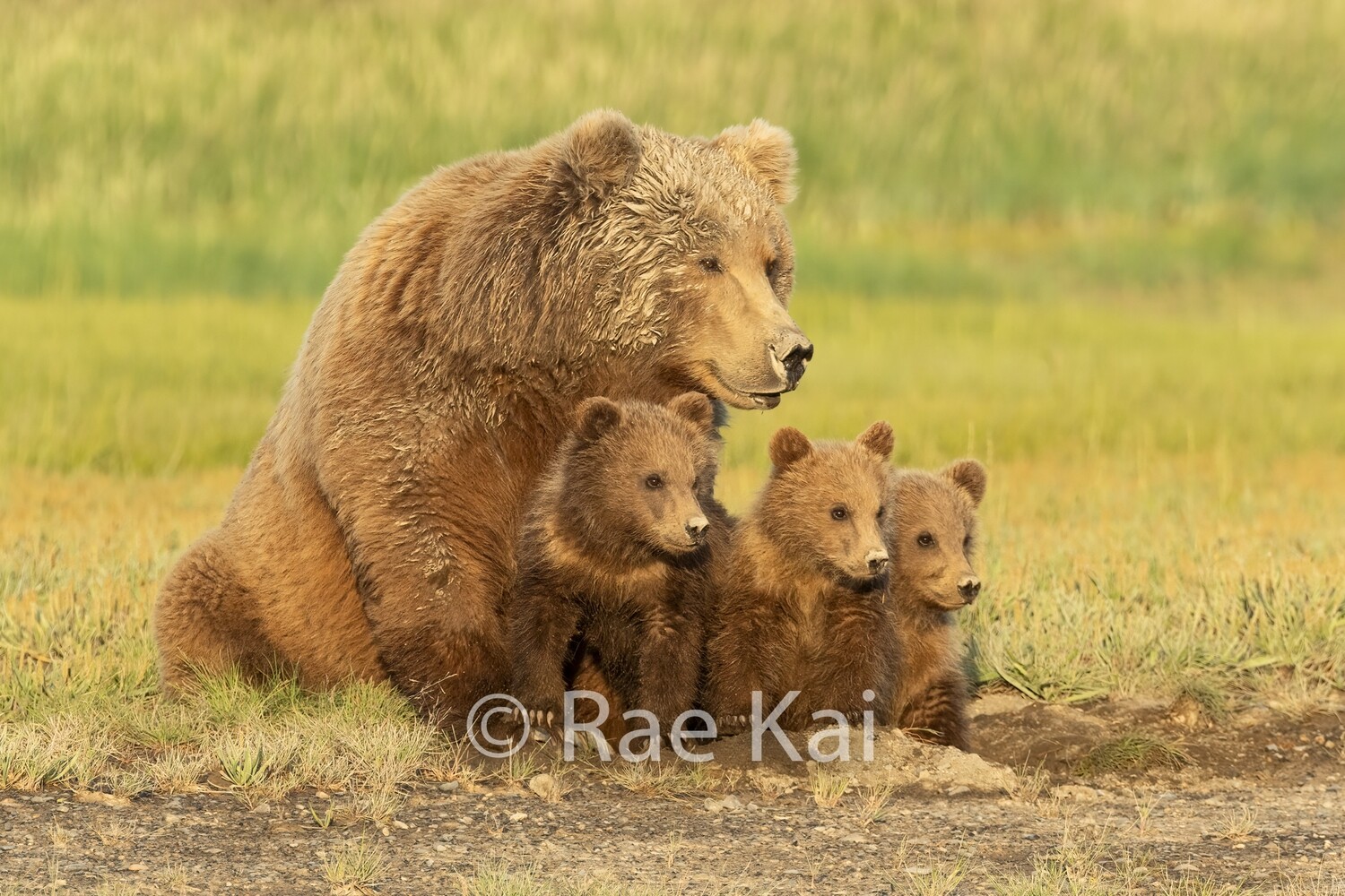 Brown Bear Mama and Three Cubs Looking Over-Traditional Photo