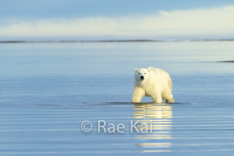 Waterscape Polar Bear-Traditional Photo