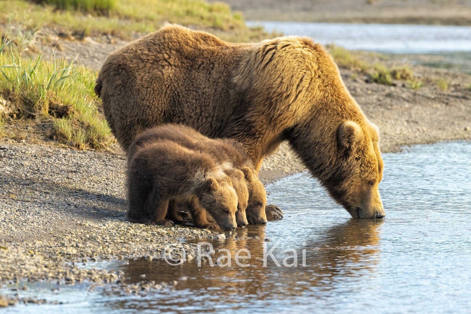 Brown Bear Mama and Three Cubs Drinking-Traditional Photo