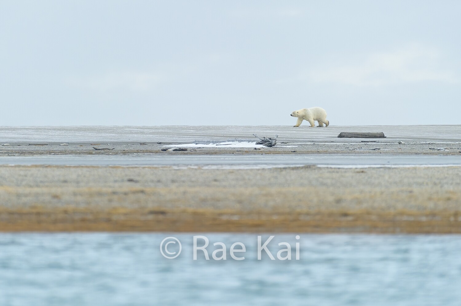 Single Polar Bear on Beach-Traditional Photo