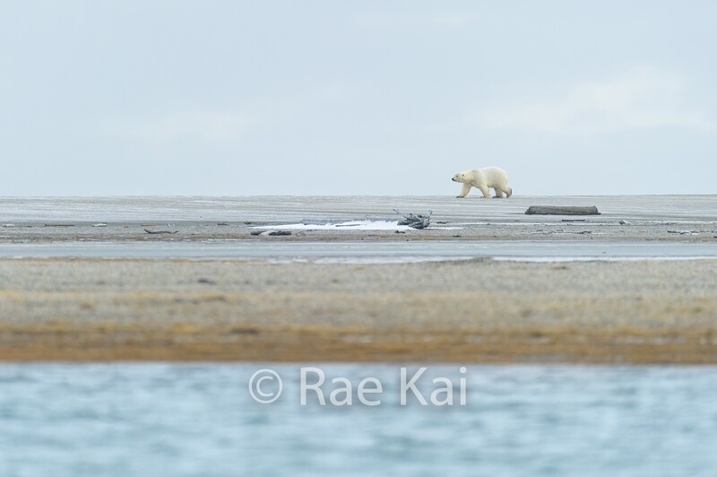 Single Polar Bear on Beach-Traditional Photo
