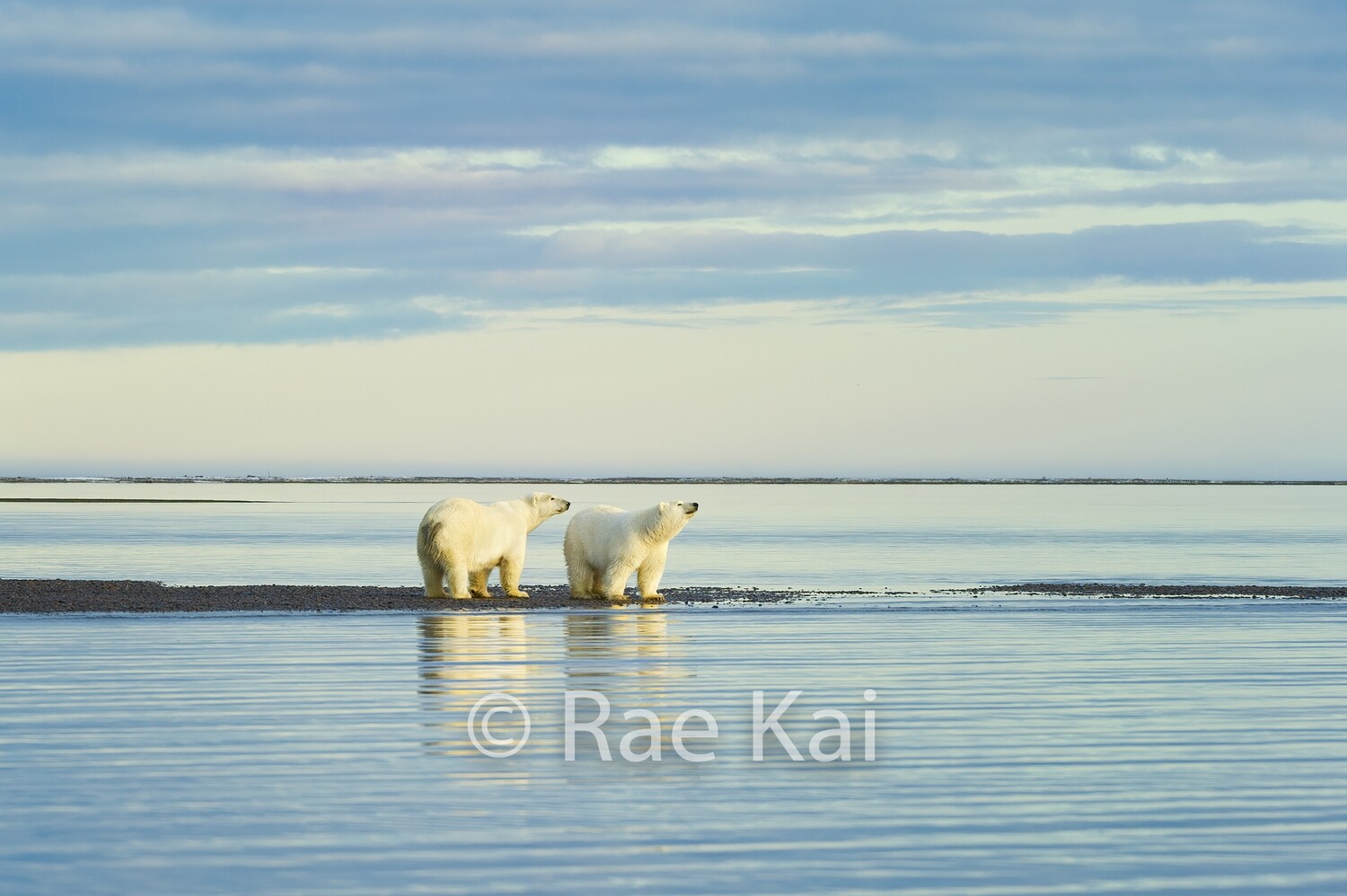 Scenic Polar Bears-Traditional Photo
