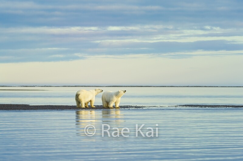Scenic Polar Bears-Traditional Photo