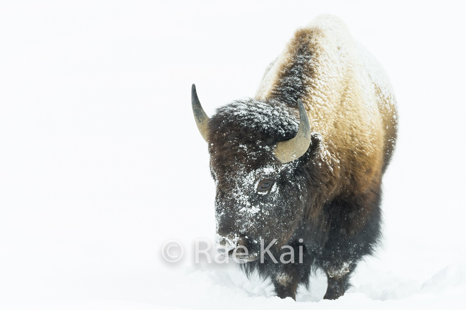 Snow Bison-Traditional Photo