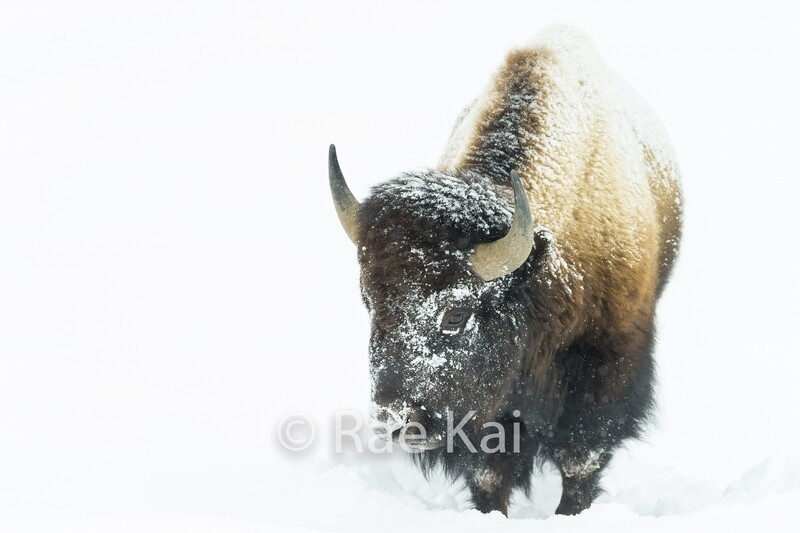 Snow Bison-Traditional Photo