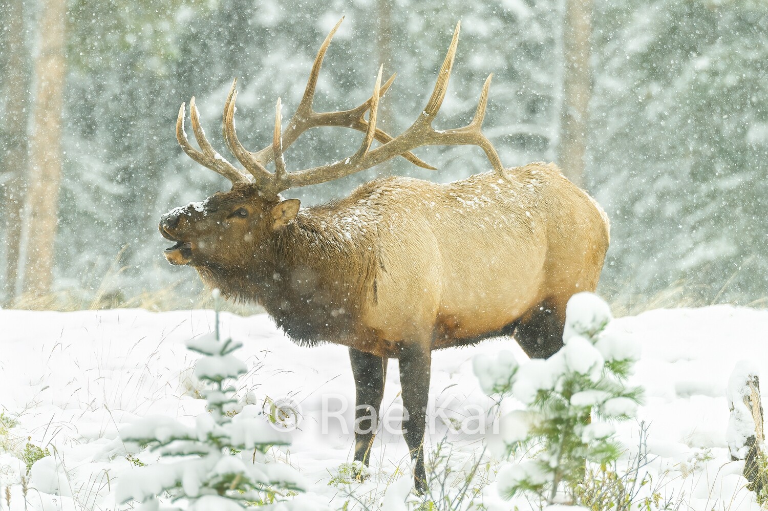 Winter Bugle-Traditional Photo