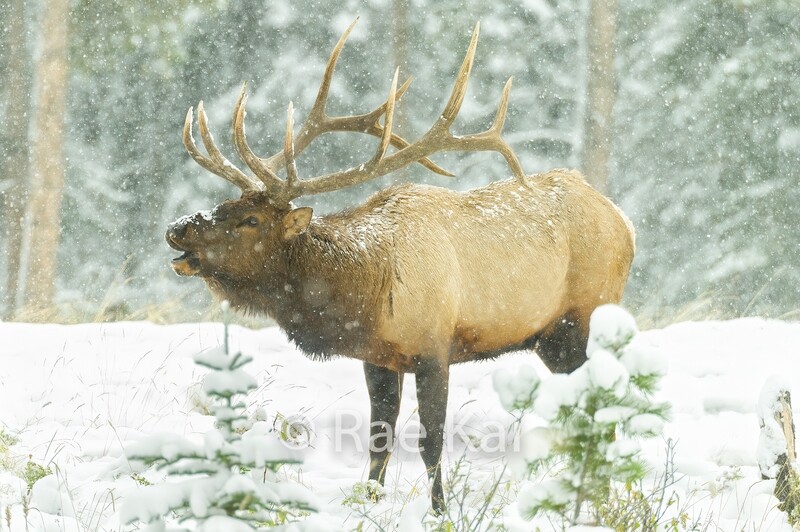 Winter Bugle-Traditional Photo