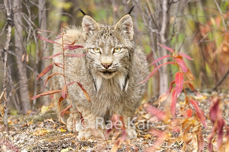 Lynx Crouching-Traditional Photo