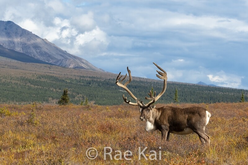 Caribou in Tundra-Traditional Photo