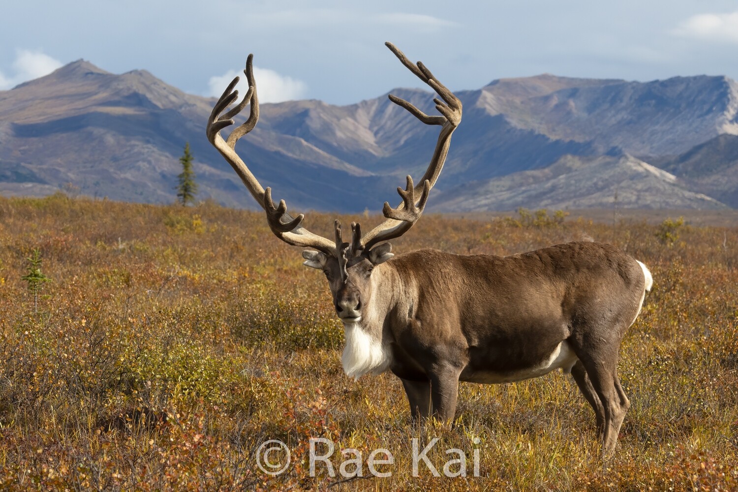 Caribou-Traditional Photo