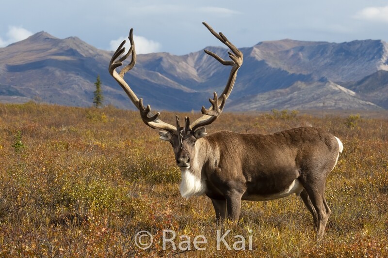 Caribou-Traditional Photo