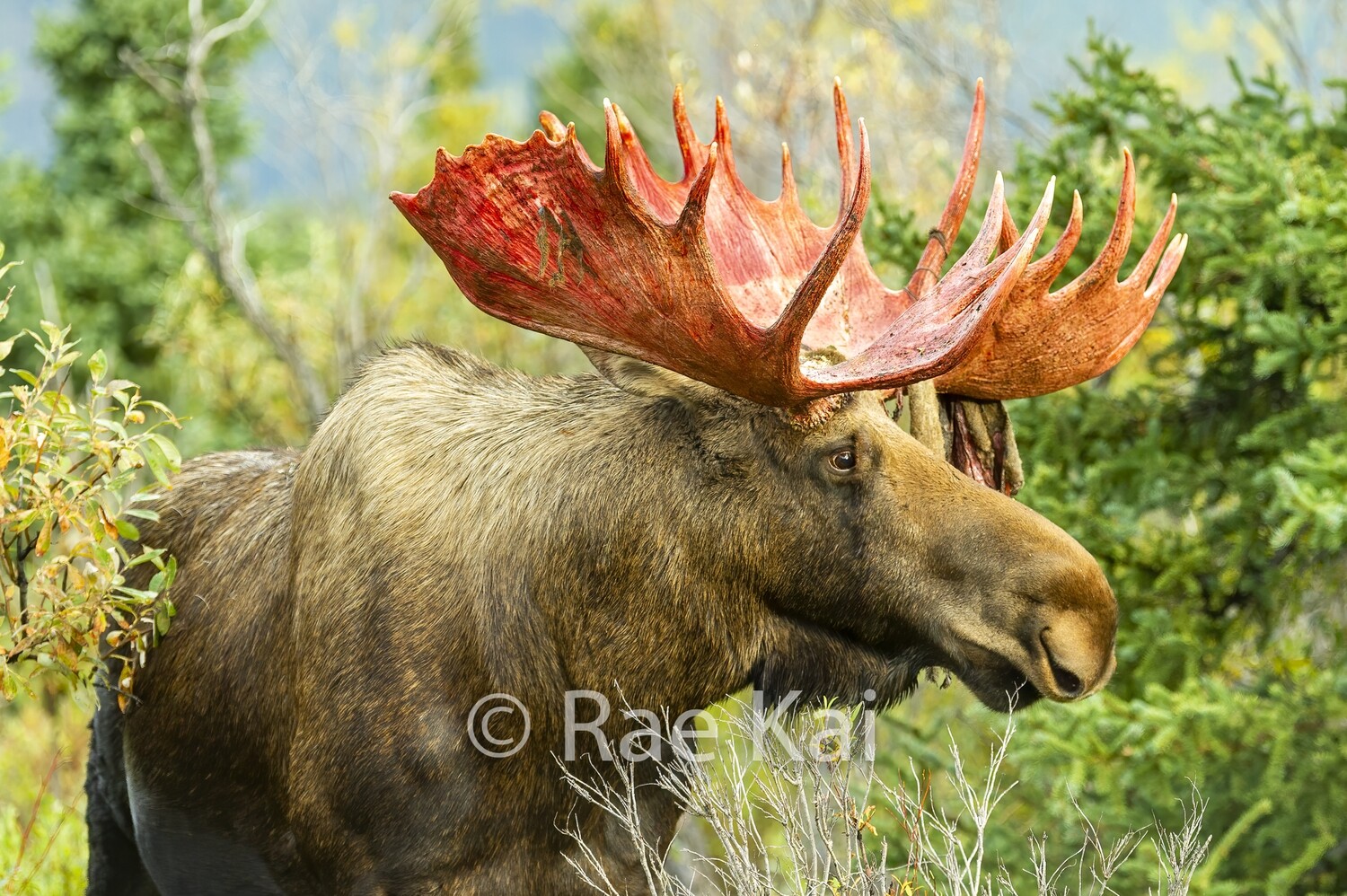 Red Moose-Traditional Photo