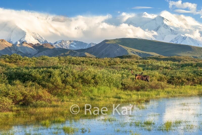 Moose Pond-Traditional Photo