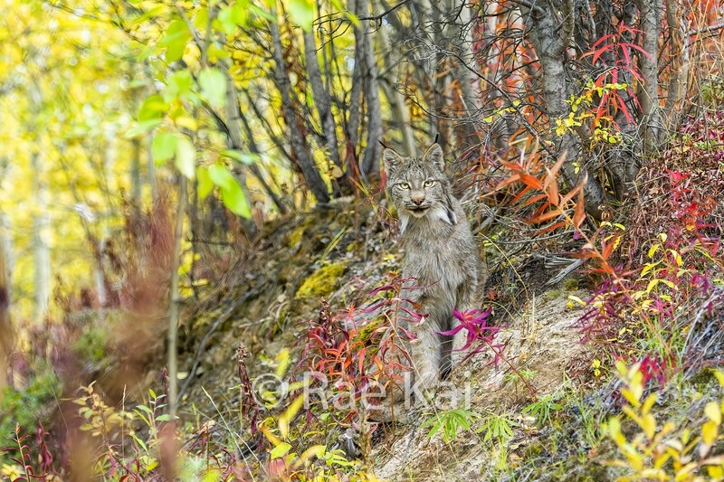 Lynx in Color-Traditional Photo