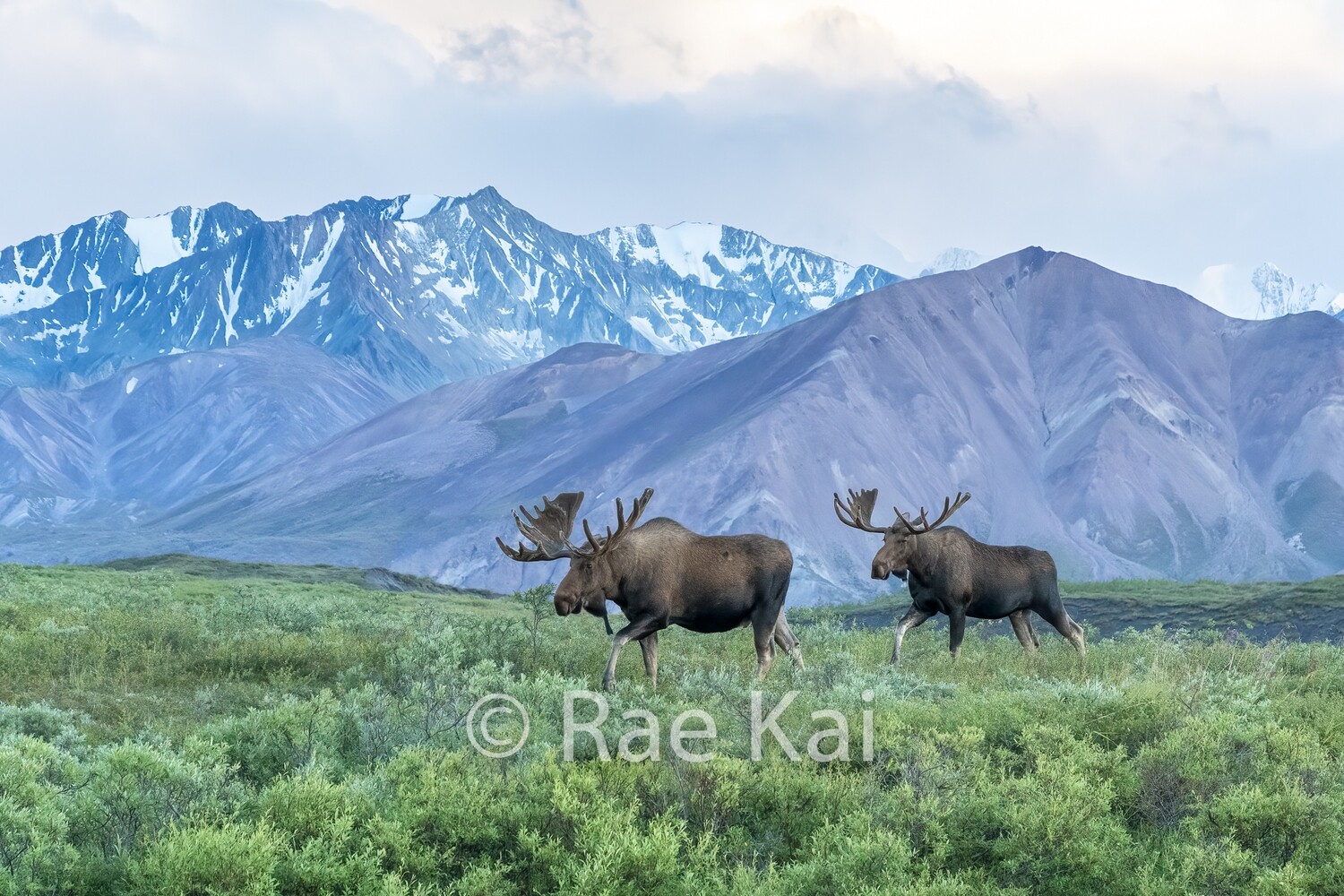 Two Moose-Traditional Photo