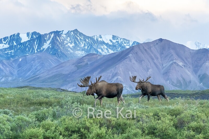 Two Moose-Traditional Photo