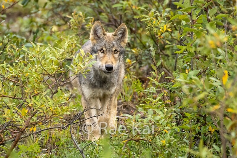 Wolf Pup-Traditional Photo