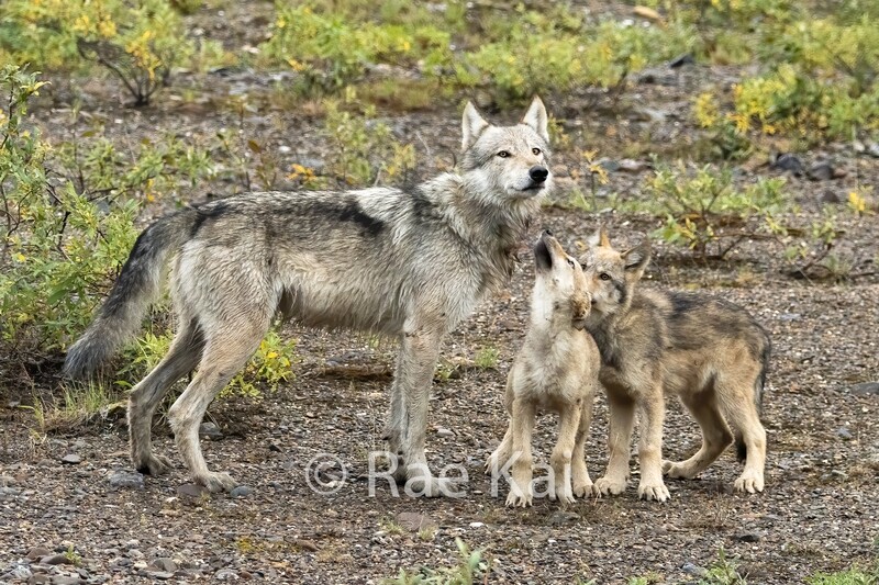 Wolf Mom and Pups-Traditional Photo