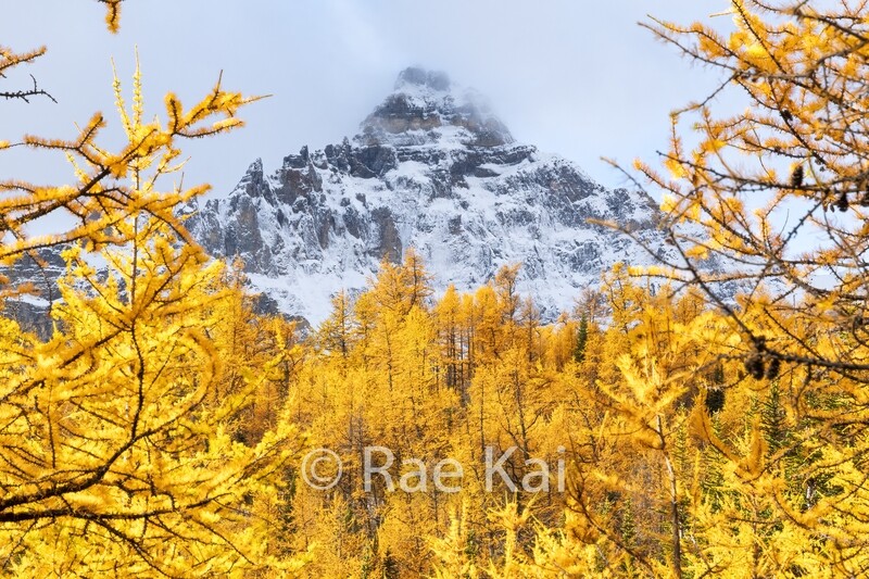 Larch Single Peak-Traditional Photo